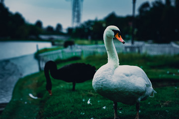 white goose standing on green grass