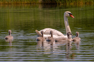 young swan at the gravel pit lake