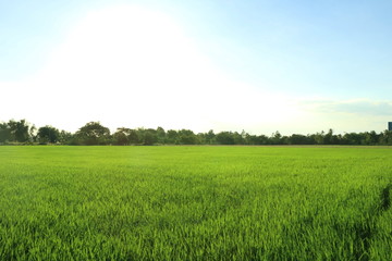 Fototapeta premium View of beautiful fresh green rice leaves field in Thailand, have white copy space on blue sky, concept spring season