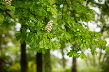 Fototapeta premium Rosskastanie Aesculus hippocastanum Kerze Blüte Baum Frühling Sauerland Deutschland Dolde Rispe Laub Blätter Nahaufnahme Ast Thyrsen 