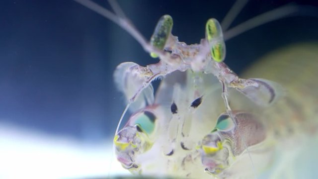 Mantis Shrimp or Squilla empusa green eyes close-up. Squilla empusa  is a species of mantis shrimp found in coastal areas of the western Atlantic Ocean.