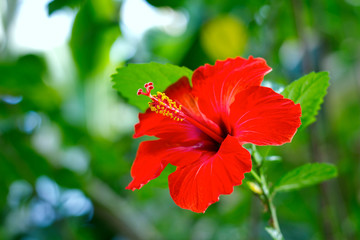 bright red hibiscus closeup with a long stamen on a background of beautiful green bokeh