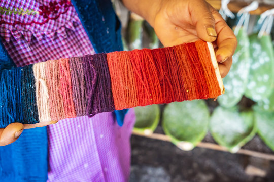 Traditional natural dying in Oaxaca, Mexico