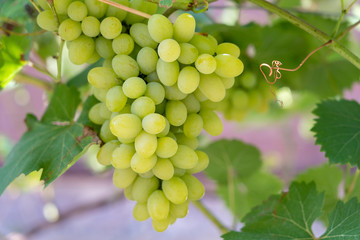 Branch of ripe grape in garden. Green sweet berries growing on grape bush in fruit garde
