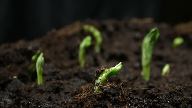 Growing Plants Timelapse Pea Sprouts Germination. Food growing at farm