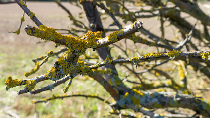 A bare branch from a bush or tree covered with a yellow/green moss with the background tastefully blurred.  Taken on a farm on a bright sunny day.
