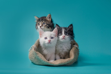 three kittens in a sack on a turquoise background