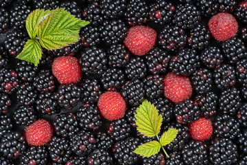 Background from fresh organic blackberries and raspberries, close up. Top view blackberry and raspberry