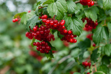 Bouquet of red viburnum berries on a branch with leaves close-up
