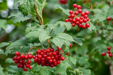 Bouquet of red viburnum berries on a branch with leaves close-up