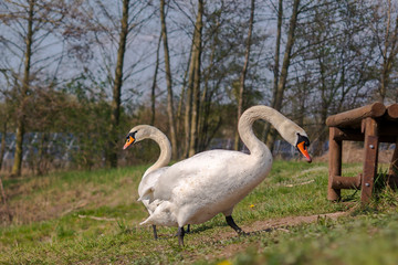 young swan at the gravel pit lake