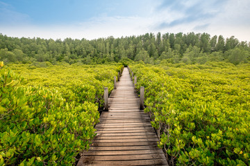 landscape nature with green field and blue sky 