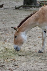 PERSIAN ONAGER or EQUUS HEMIONUS ONAGER Walking and grazing around dusty barren ground