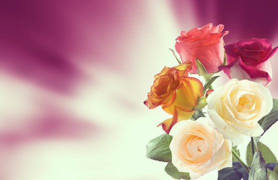  image of beautiful rose flowers close-up