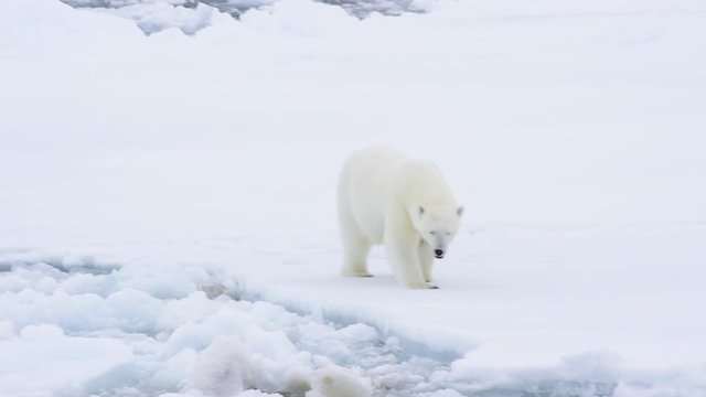 Polar bear walking in an arctic.
