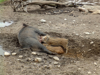 beautiful picture with a wild boar feeding her children