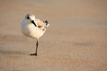 One Legged Bird