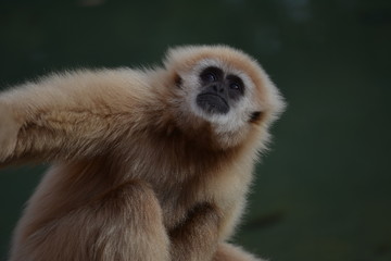 Fototapeta premium Gibbon Looks Up
