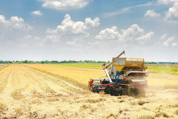 Harvester machine to harvest rice field working in farm , farmer is controlling the farmtractor in the field ofThailand.