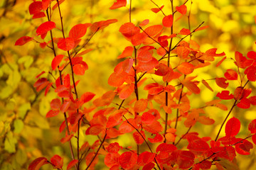 Red leaves on a birch tree in the fall