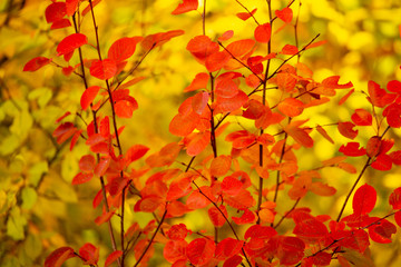 Fototapeta na wymiar Red leaves on a birch tree in the fall