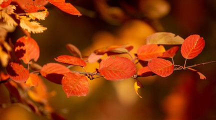 Red leaves on a birch tree in the fall