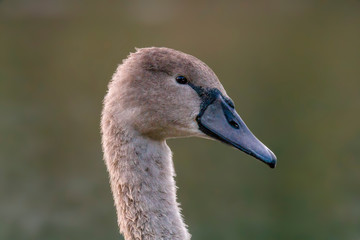 young swan at the gravel pit lake