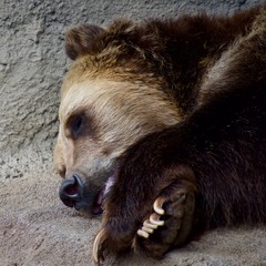 GRIZZLY BEAR or URSUS ARCTOS HORRIBILIS- Grizzly bear laying on rock on sunny day. Stretched out, up close, face shot, portrait, profile