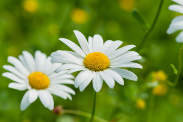 Zwei Margerithenblüten in einer Wiese