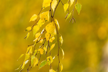 Yellow leaves on a tree in the fall