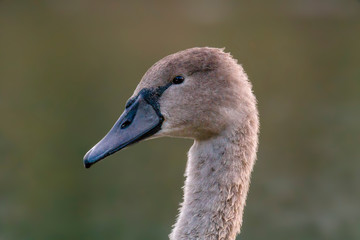 young swan at the gravel pit lake