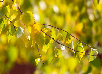 Yellow leaves on a tree in the fall