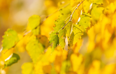 Yellow leaves on a tree in the fall