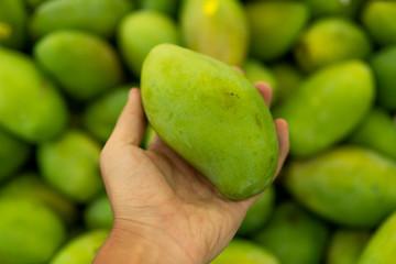 Male hands holding a green juicy fresh mango fruit with a lot of green mangoes on a background. Group of fresh green mango for sell .Thai fruit tropical raw mangoes.