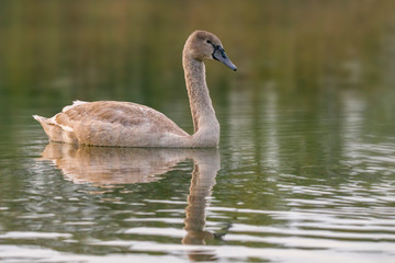 Fototapeta premium young swan at the gravel pit lake
