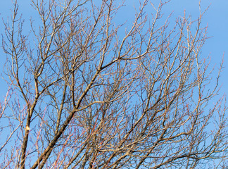 Fototapeta na wymiar Bare branches on a tree against a blue sky