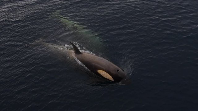 Killer Whales ,mother with baby in Antarctica 