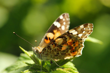 Ein Distelfalter Schmetterling sitzt auf einem grünen Blatt im Sonnenschein im Sommer Vanessa cardui Cynthia cardui