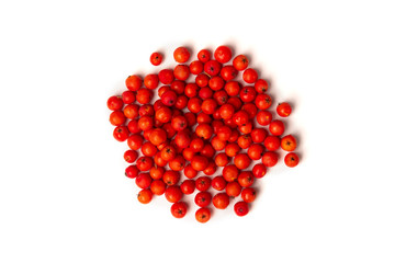  Rowan isolated on white background.