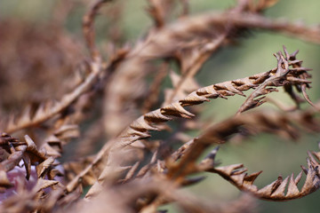 texture of dried intertwined fern on a natural blurred background