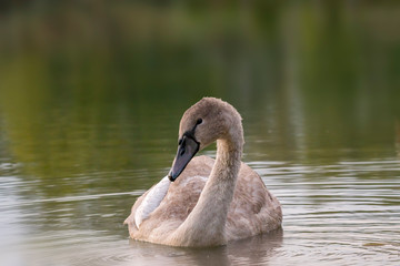 young swan at the gravel pit lake