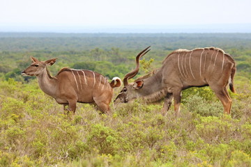 Kudu Paar
