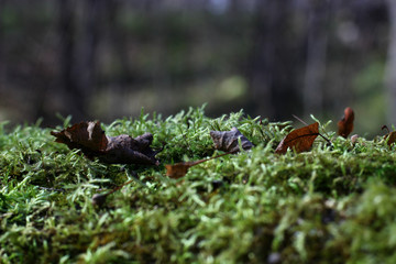 green moss in autumn in natural conditions on a blurred background of trees