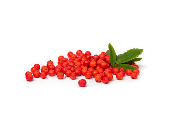  Rowan isolated on white background.