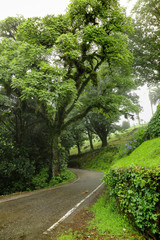 Forest in rainy and foggy day. Wet road