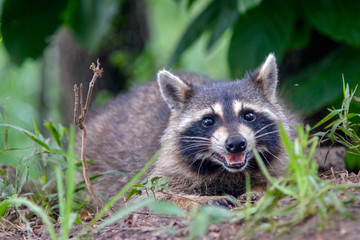 Raccoon Smile