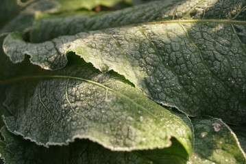 the first frost on green leaves of plants