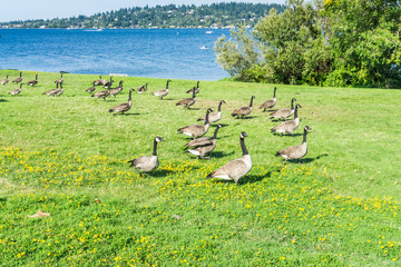 Geese Along Lake