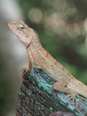 lizard on wood