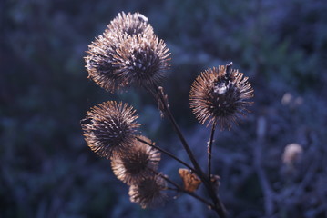 autumn, background, blue, bur, burdock, burs, close-up, cold, flower, freeze, freezing, frost, frosty, frozen, ice, icy, macro, natural, nature, plant, plants, seed, weeds, white